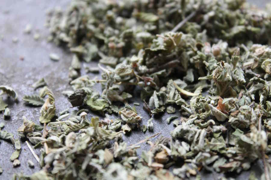 damiana plant seeds Damiana Medium / Cut & Sifted / Pouch